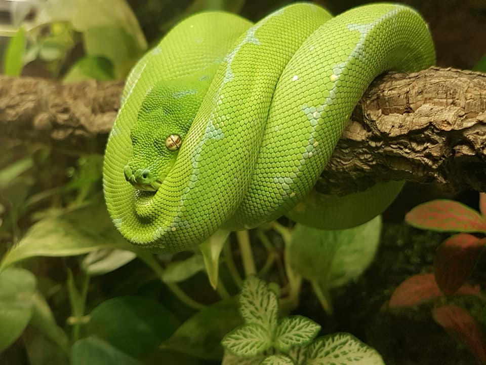 Eros the Green Tree Python