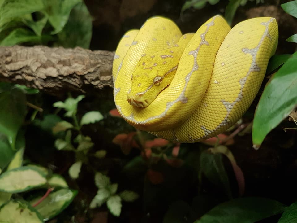 Eros in his enclosure