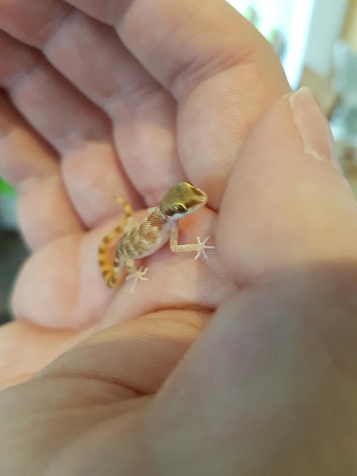 Sand Gecko